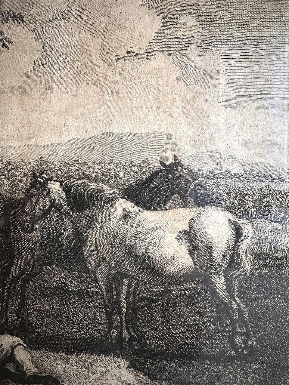 Incisioni francesi - Thomas Major